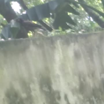 Blue Birds Funny videos| Lovely Blue Birds videos