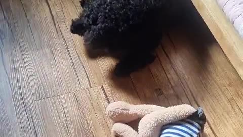 A puppy looking eagerly under the bed (Korea)