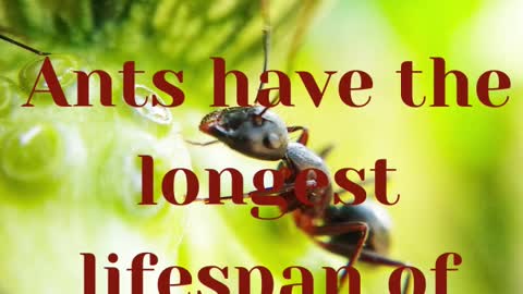 Do you know these interesting facts about ants