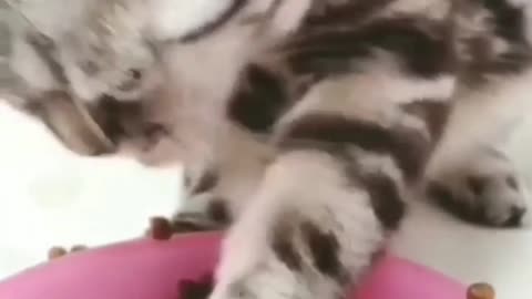 Amazing cat funny