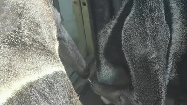 anteaters