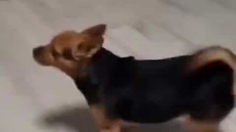 Adorable Dog Dancing 🐕🐶