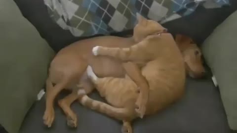 Cute dog and Cat 're the best friend. Funny pet