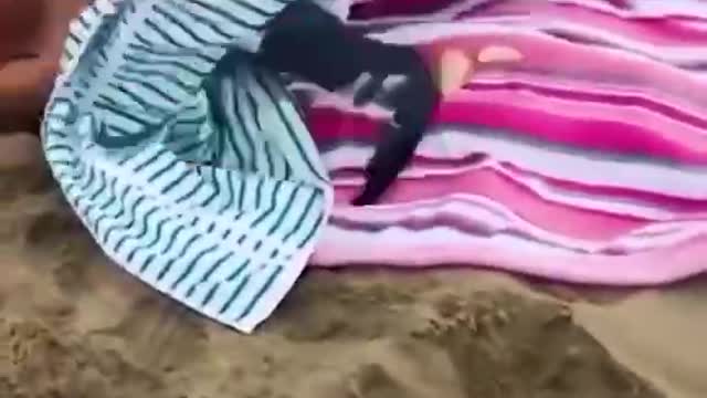 The pet of the animal world, when it goes wrong