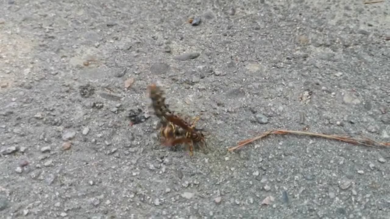 Caterpillar VS Hornet The Fierce Fight😱😨😒