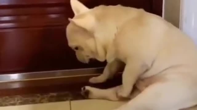 Sleeping dog | Funny video abot pets | Crazy video #animals #shorts