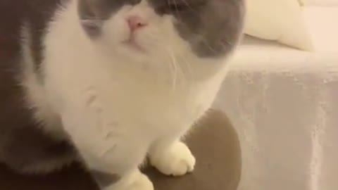 Cute Cats and Funny Animals Compilation 😹 Try Not To Laugh Challenge - Cute Cat