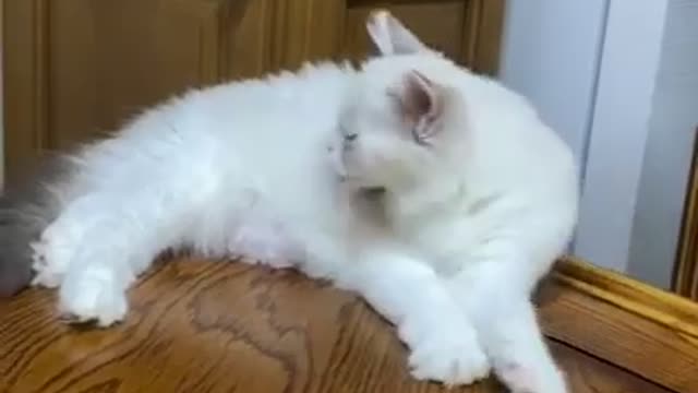 Cat falling on the table