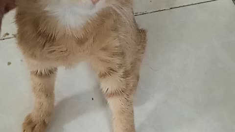 My cat is sick because of its cute eyes