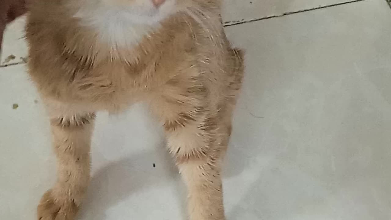 My cat is sick because of its cute eyes