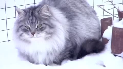 Siberian cats on the snow