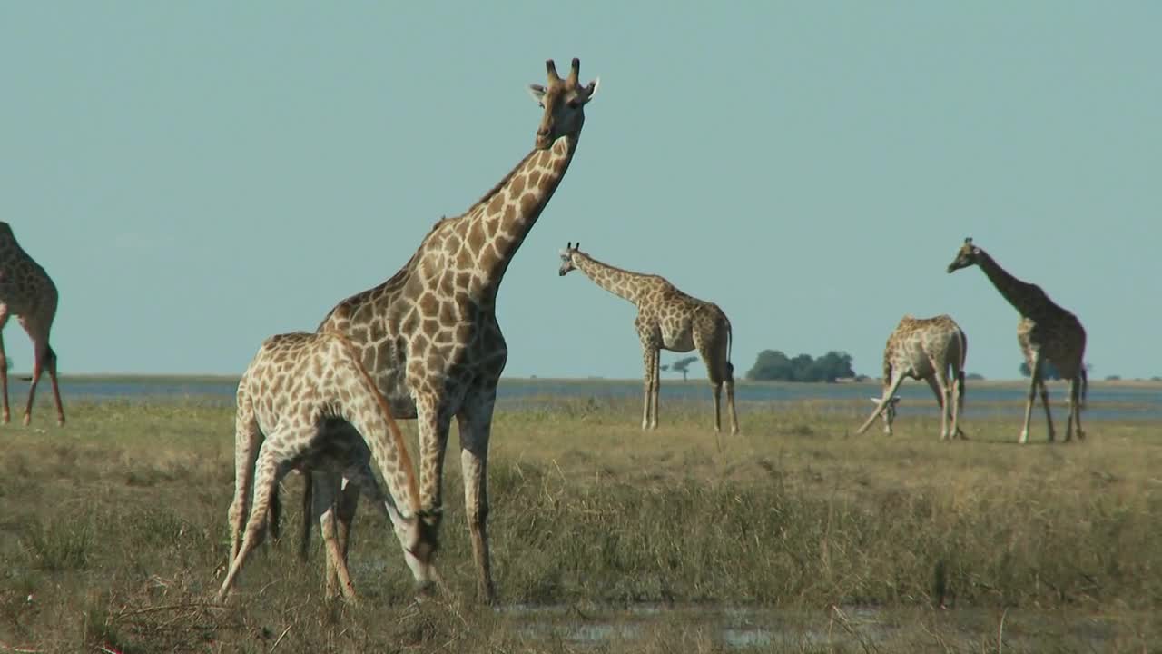 Group Of Giraffes