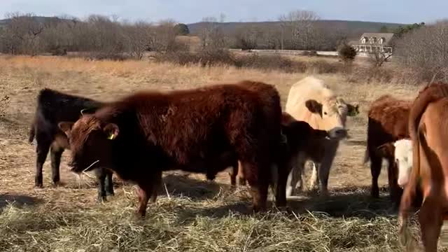 42- Young Red Angus pair. OK