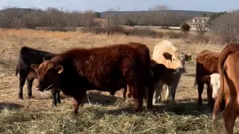 42- Young Red Angus pair. OK