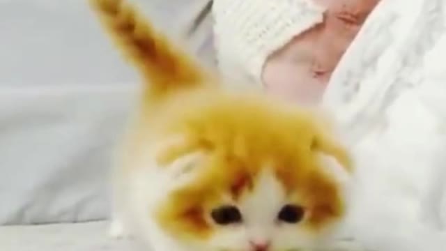 Cat Reaction to Playing Toy - cute baby cat