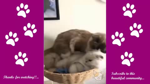 AWESOME FUNNY cats and dogs