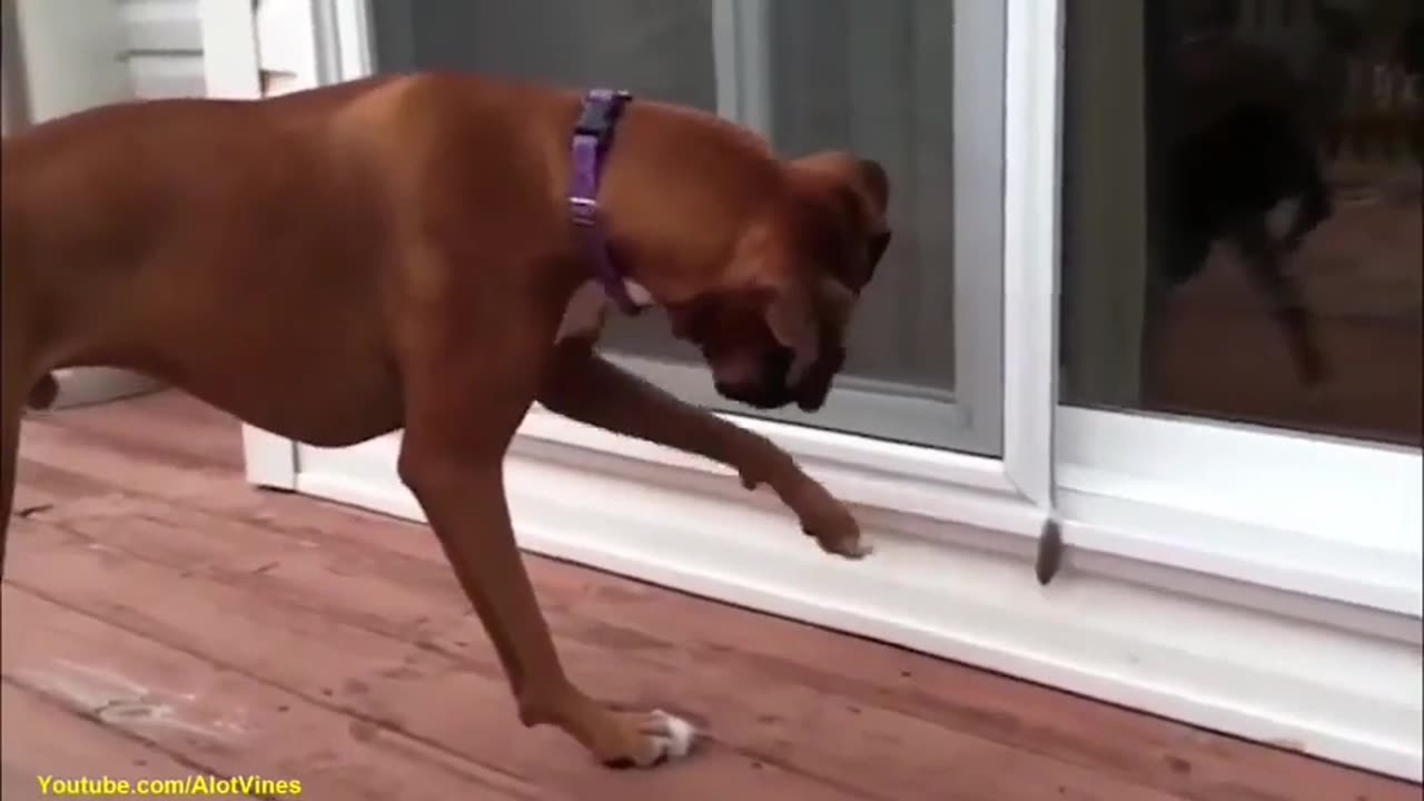 funny videos of cats.