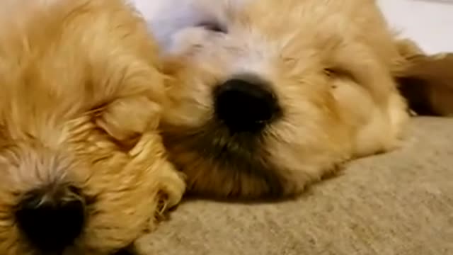 Goldendoodles @ 38 days 9.2.21