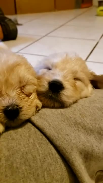Goldendoodles @ 38 days 9.2.21