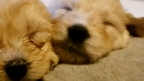 Goldendoodles @ 38 days 9.2.21