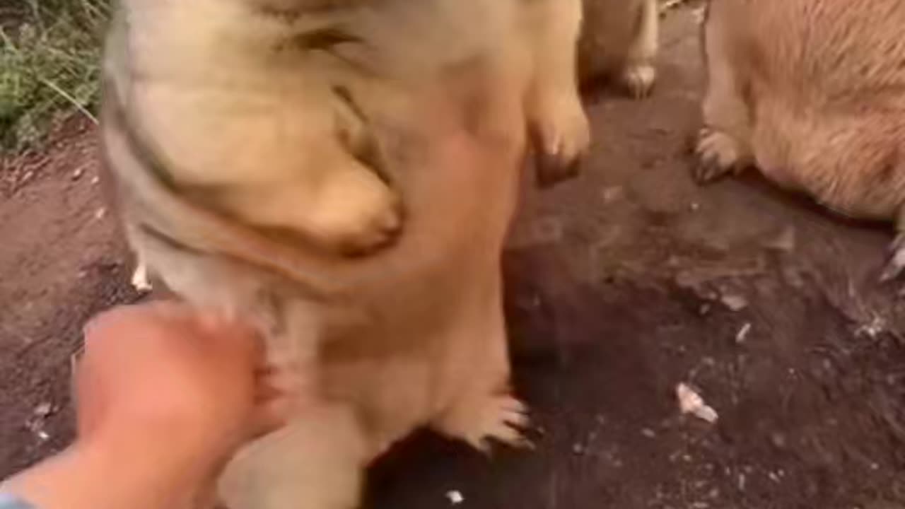 Little arm baby's