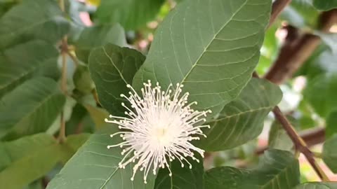 😘 🌼 FLORECITA DE 🍋 GUAYABA CON 🥁 RUIDOS 🏞️ EXTERNOS DE ✈️ AVIÓN.👍