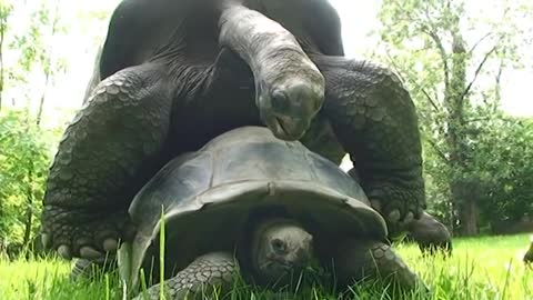 Funny Turtles