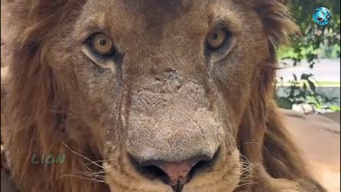 Discover 6 Animals That Could Defeat a Gorilla Today!