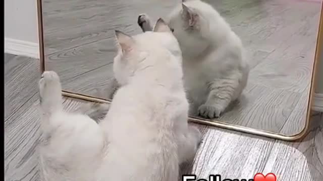 Funny cats in the mirror