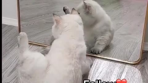 Funny cats in the mirror