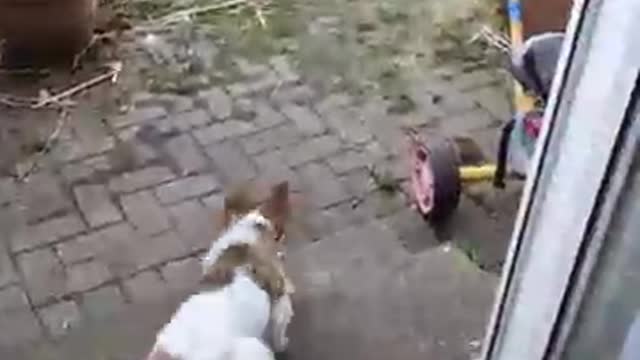 Dog vs Cat 01