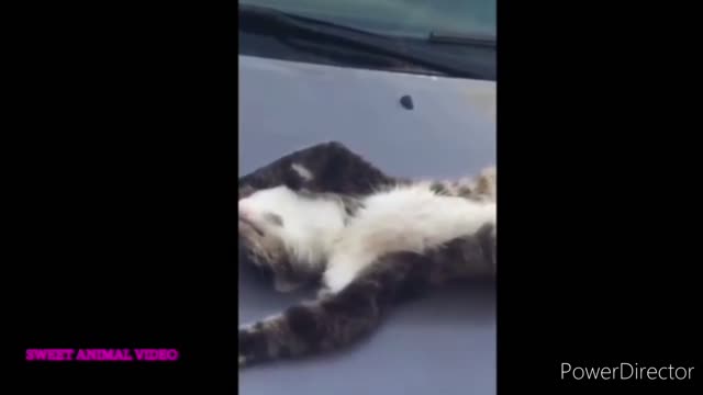 Funny Animal Videos 2022 😂 - Funniest Cats And Dogs Videos 😺😍 #6