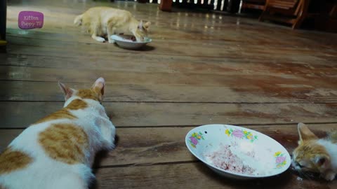 mother cat attacks hungry kittens