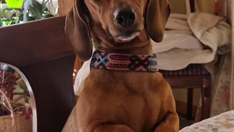 Distinguished Dachshund Folds Paws Like Gentleman