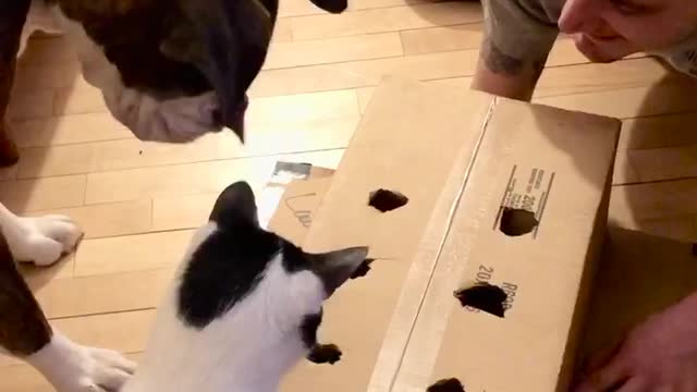 Hot Dog in a Box Game Entertains Curious Doggo