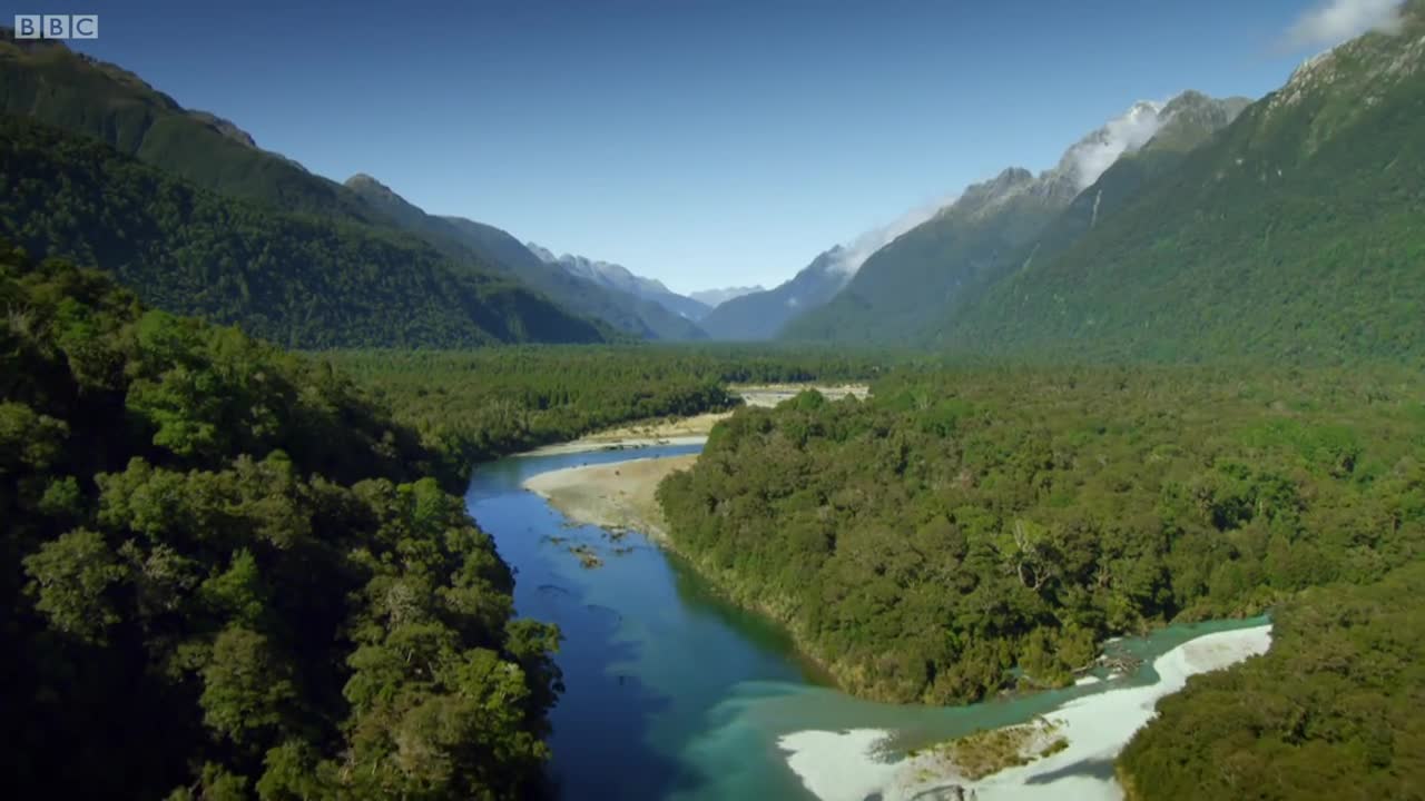 Huge Trout Eats Mice | Wild New Zealand | BBC Earth