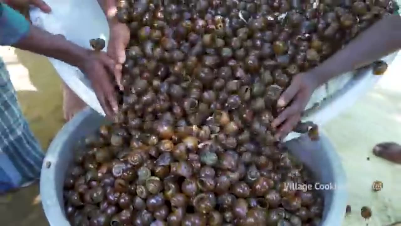 Snail_Cooking_and_Eating___Healthy_Snail_Recipe___Cooking_South_Indian_Snails_in_Village