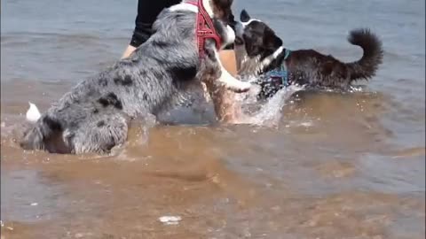 The dog said: I also want to see you today, no matter what the weather is