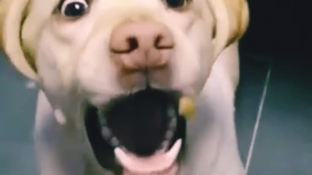 Funny dog wants to eat some food behind the glass