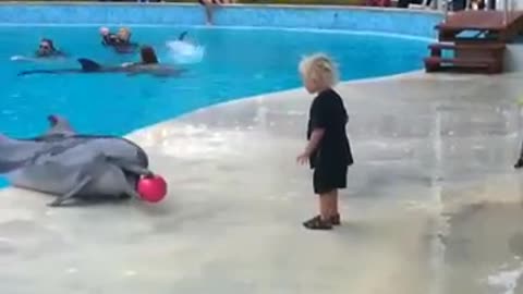 Cute seal attacking and Dolphin playing with baby.