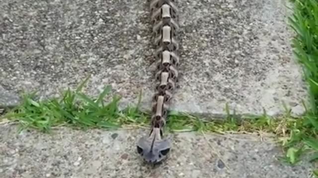 [Gaboon-viper]