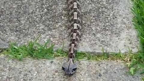 [Gaboon-viper]