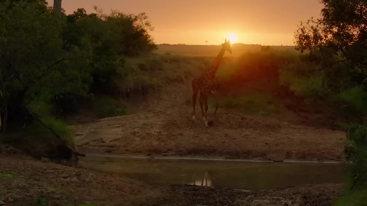 Life in the Serengeti: The Leopardess - Sovereign of the Savanna | Full Narrative