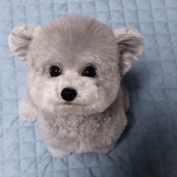 Look at my lovely appearance, how can you refuse