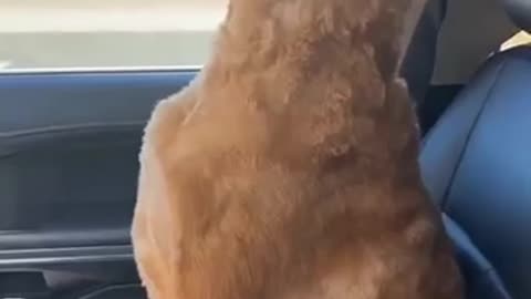 When you don’t like going to the groomer 😊