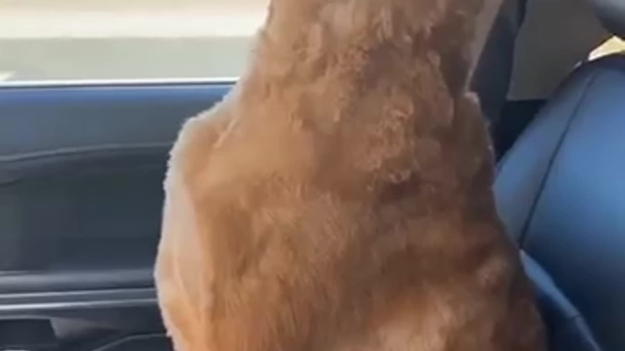 When you don’t like going to the groomer 😊