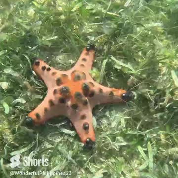 Philippine Treasures: Chocolate Chip Starfish