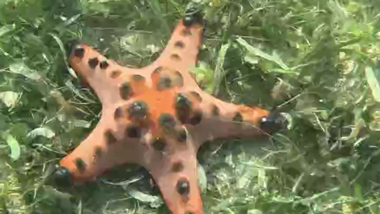 Philippine Treasures: Chocolate Chip Starfish