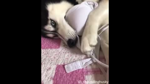 Try Not to Laugh - Puppies Edition #2