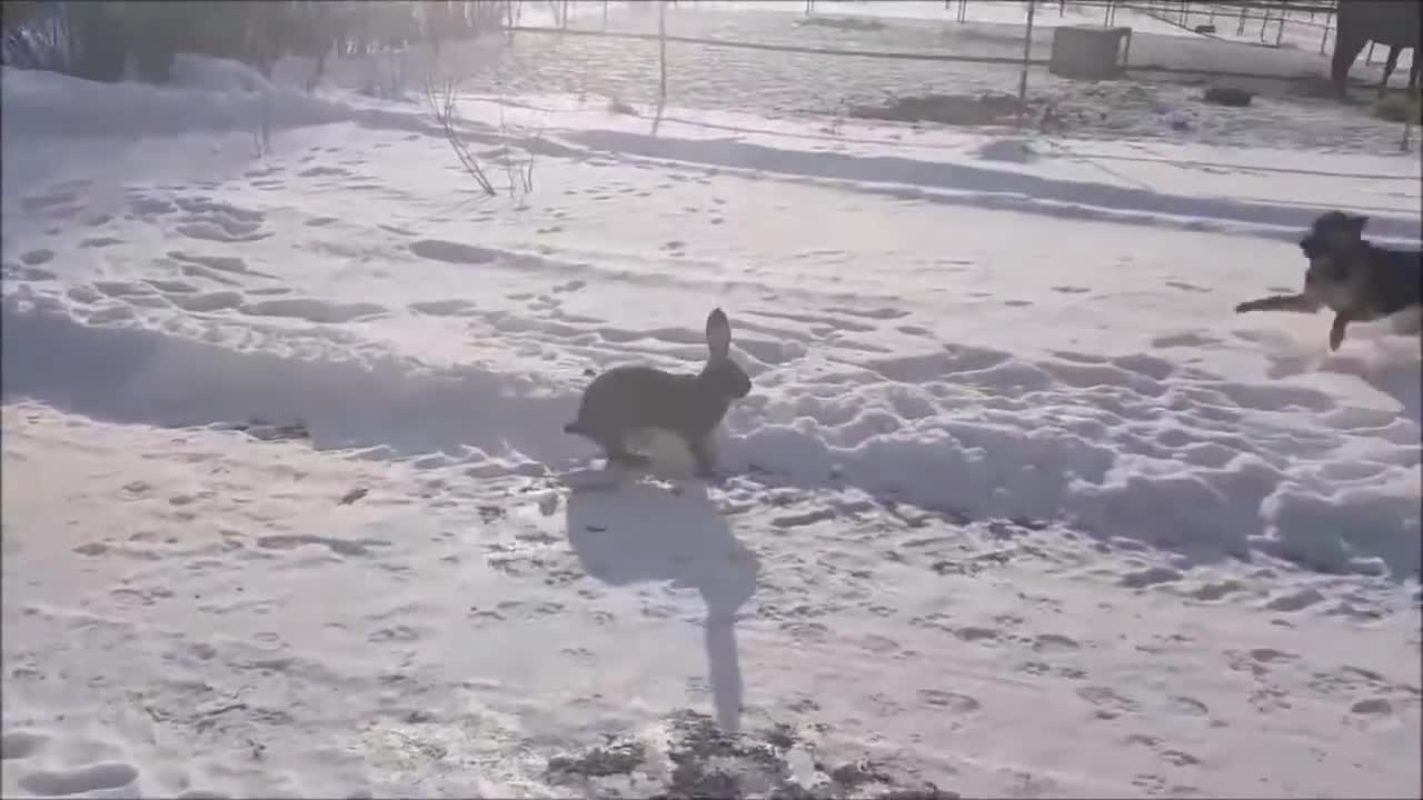 German shepherd vs big rabbit in Russia! Cute and funny!! :))